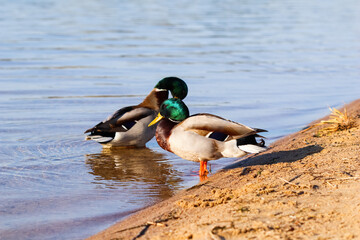 Two Drake, Mallard ducks (Anas platyrhynchos) on the bank of the lake