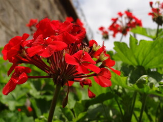 Fototapeta na wymiar Red flowers in the garden