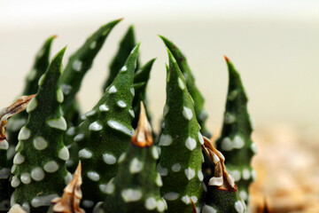 Haworthiopsis fasciata, formerly Haworthia fasciata or Haworthia Zebra, is a species of succulent plant from the Eastern Cape Province, South Africa