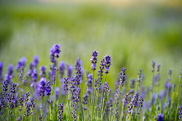 Lavender Field. Aromatherapy. Nature Cosmetics.