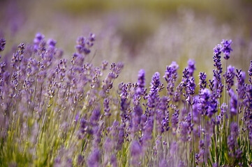 Naklejka premium Lavender Field. Aromatherapy. Nature Cosmetics.