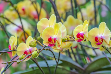 Fototapeta na wymiar Phalaenopsis orchid flowers bloom in spring adorn the beauty of nature