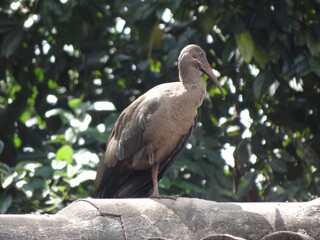 The bird's pose