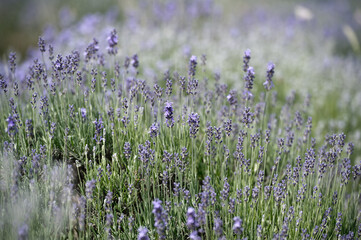 Obraz premium Lavender Field. Aromatherapy. Nature Cosmetics.