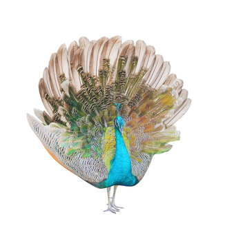 Peacock Isolated on white with clipping path