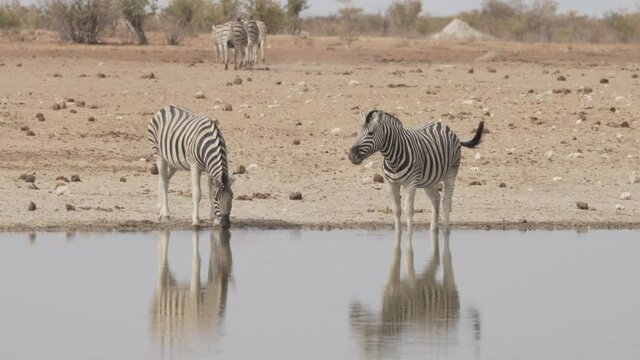 Zwei Zebras bei Wasserloch in Namibia