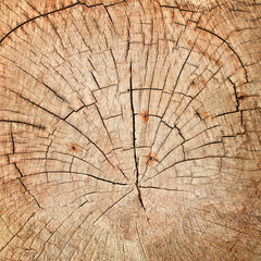 Obraz premium Cross section wood texture , wood rings Grunge