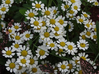 White and yellow flowers on a green background