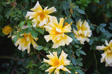 Beautiful bush of yellow roses in a spring garden. Rose garden. Fading roses in the garden, extension of flowering.