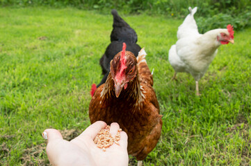 happy speckled chicken eating food hand grain organic farm egg ecological bio