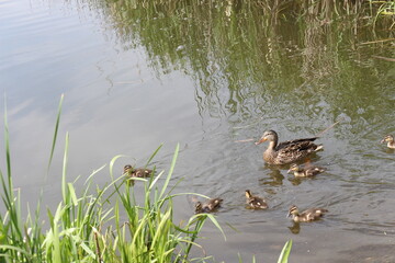 
Wild duck with ducklings swim on the lake in spring