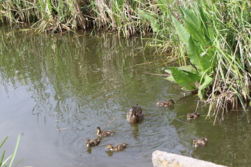 
Wild duck with ducklings swim on the lake in spring