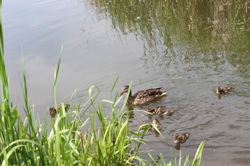 
Wild duck with ducklings swim on the lake in spring