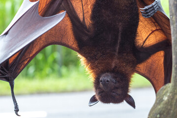 Fruit bat on Bali in Indonesia. Male bat