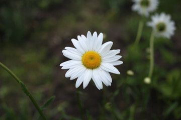 Fototapeta premium A large, white varietal chamomile blooms in the garden.