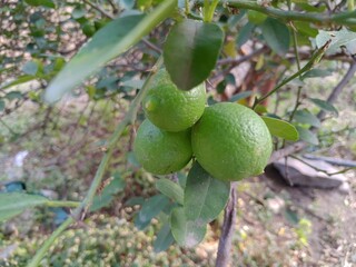 green apples on tree