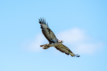 bird of prey Buteo buteo in flight