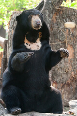 
The bear crouched down on the bed.