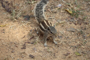 ground squirrel in the ground