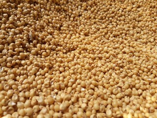 close up of corn grains