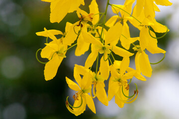 
Ratchaphruek flowers bloom