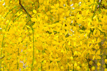 
Ratchaphruek flowers bloom