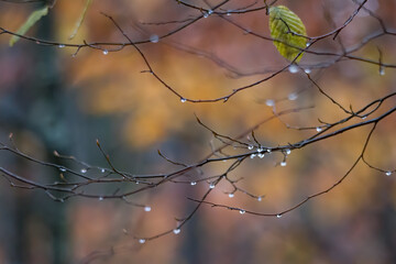 Wet branches with raindrops in autumn