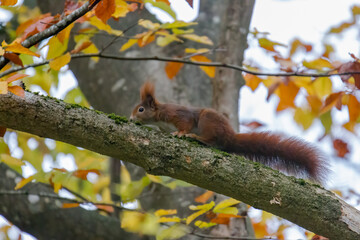 European brown squirrel in summer coat on a branch in the forest