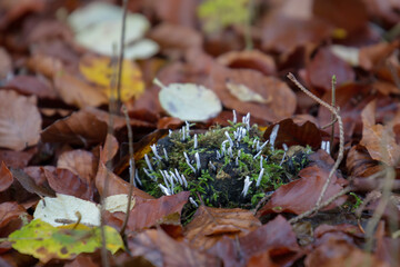 Mushrooms at their natural location in the forest