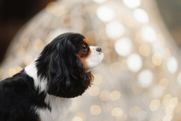 cavalier king charles spaniel dog portrait outdoors with christmas lights