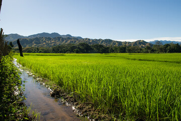 Obraz premium Rizière dans la vallée de la Sambirano - Madagascar.