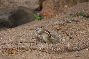 Obraz premium squirrel, animal, chipmunk, rodent, wildlife, nature, wild