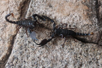 scorpion, animal,  insect, black, arachnid, poisonous, sting,