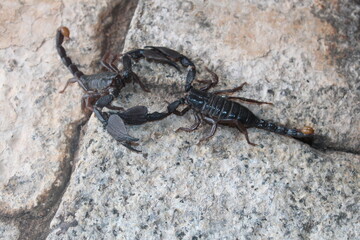 scorpion, animal,  insect, black, arachnid, poisonous, sting,