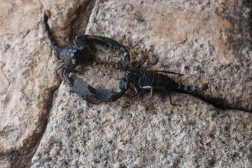 scorpion, animal,  insect, black, arachnid, poisonous, sting,