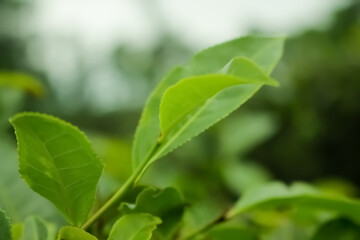 Fototapeta na wymiar Beautiful picture of tea leaf on the tea garden.