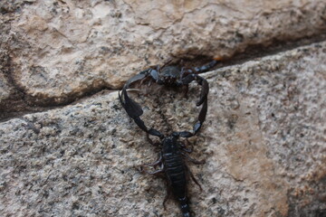 scorpion, animal,  insect, black, arachnid, poisonous, sting,