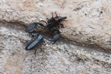 scorpion, animal,  insect, black, arachnid, poisonous, sting,