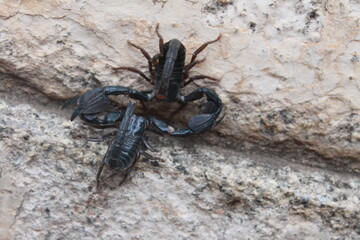 scorpion, animal,  insect, black, arachnid, poisonous, sting,
