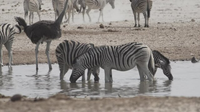 Zebras bei Wasserloch im Etosha Nationalpark in Namibia