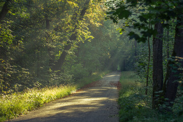 Obraz premium Sun shines on an autumnal road