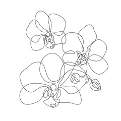 Beautiful orchids line art pattern. Exotic flowers drawing on simple background © Tanya Syrytsyna