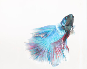 betta fish tail on white background