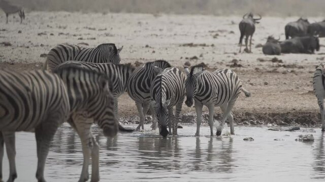 Zebras bei Wasserloch im Etosha Nationalpark in Namibia