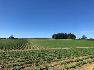 A field of potatoes on a bright sunny day in the United Kingdom