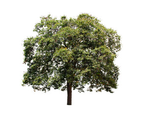 Fototapeta premium Isolated tree on white background.