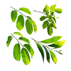 Collection of green tropical leaf isolated on white background.