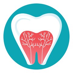 Tooth anatomy