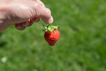 Obraz premium Erdbeeren pflücken - frische rote Erdbeere in der hand vor grünem Hintergrund mit Textfreiraum