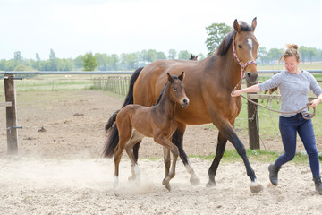 Little brown foal, trosts next to the mother, one week old, during the day with a countryside landscape